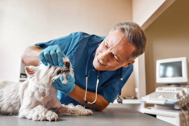 Best Pediatric Emergency Dentist in Carmi, IL